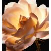 Dior Prestige -setti
