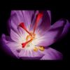 Tai Rouge La Creme Regard